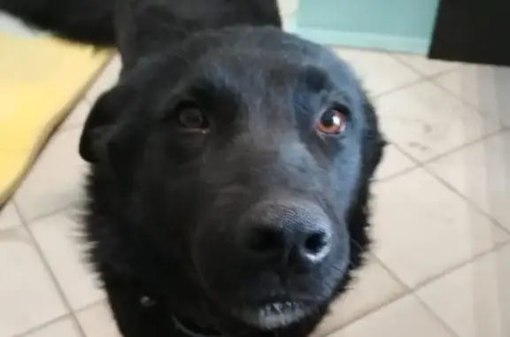 Найденные животные Липецк, фото: Найдена собака на Максима Горького 12 в Липецке