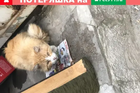 Пропавшая кошка на Профсоюзной 45 в Ростове