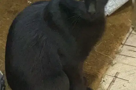 Найдена чёрная кошка за обувной фабрикой в Брянске