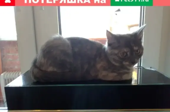 Объявления о пропавших и найденных животных, Саранск, фото: Пропала кошка в Юбилейном, Саранск