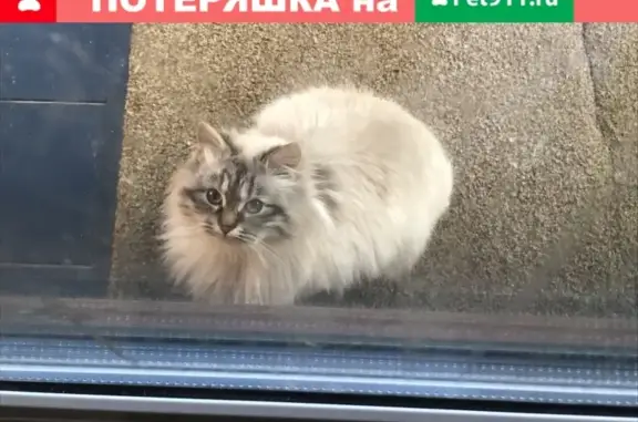 Найдена домашняя кошка в Осташёво, квартал Новый
