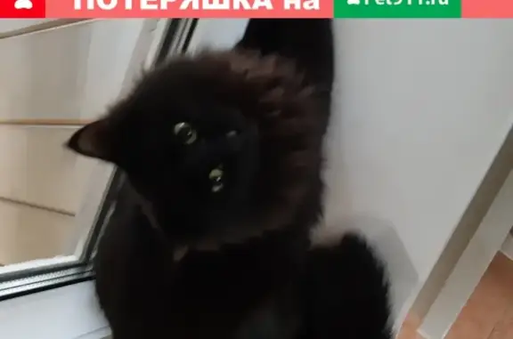 Найдена домашняя кошка в Казани