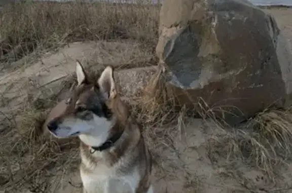 Пропала собака в деревне Спицино, Гдовский район