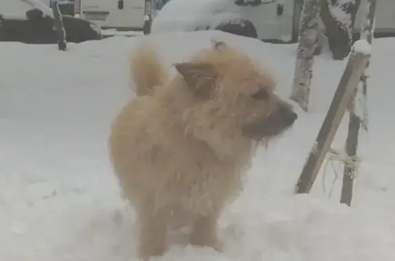 Пропала собака Бакс на Щёлковском шоссе