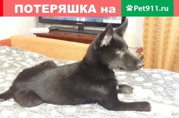 Найдена собака в 60 км от Петрозаводска, требуется помощь!