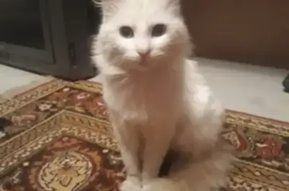 Кот белый найден на ул. Тюляева, 1 (КМР, Краснодар)