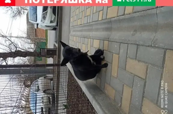 Найдена собака на ул. Свободы, 10А в Таганроге