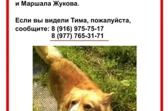 Пропала собака Тима на улице Рогова, Москва