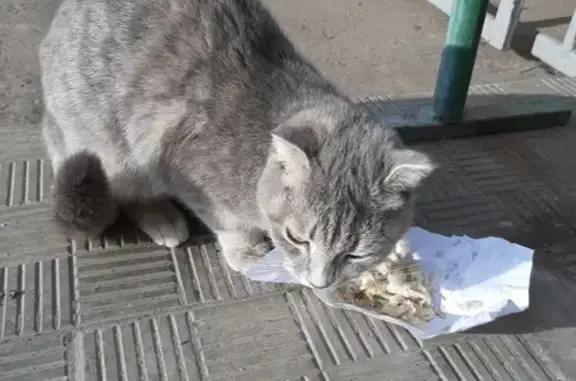Найдена кошка на улице Скобелевская, Москва