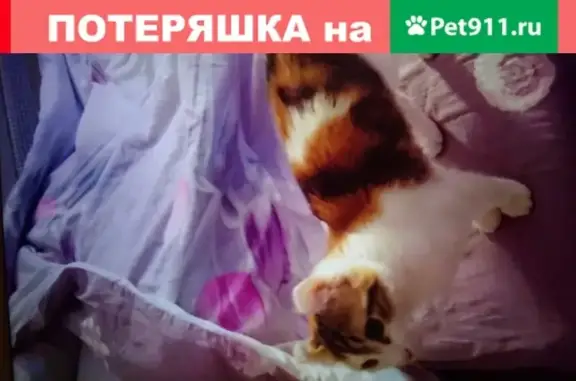 Пропала кошка породы американский керл на улице Руднёвка, Москва