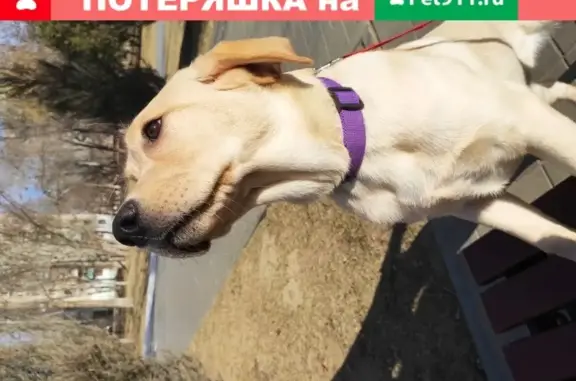 Собаки потеряшки, Астрахань, фото: Потеряшка собака ДИАНА на бульваре Победы, помогите найти!