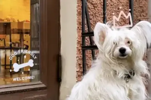 Собаки потеряшки, Санкт-Петербург, фото: Потеряшка собака Марс на Московском проспекте, СПб.