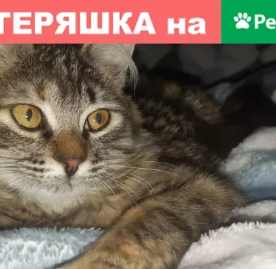 Потерянные животные Ростов-на-Дону, фото: Пропала кошка Мурка в Ростове, вознаграждение