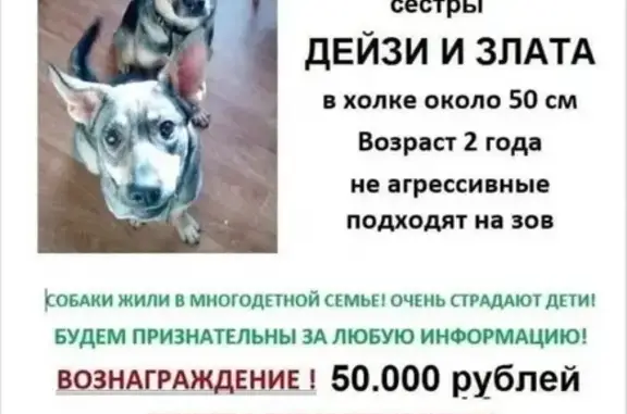 Пропали две неагрессивные собаки в Видном