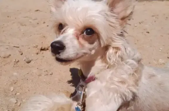 Собаки потеряшки, Калининград, фото: Потеряшка собака в Калининграде на Московском проспекте.