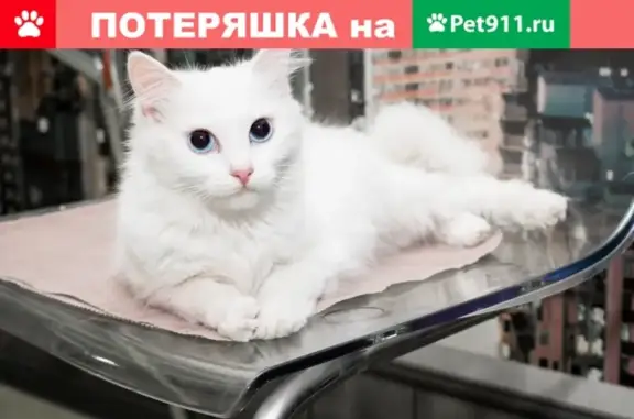 Найдена белая кошка на ул. Чернышевского, 3