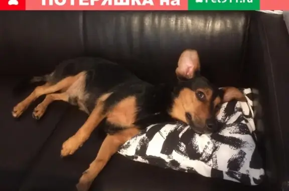 Пропала собака Лаки в Ростове, Западный, улица Зорге, лицей 58