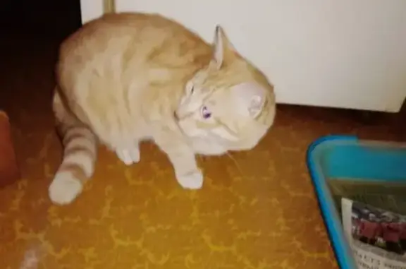 Найдена рыжая кошка у дома на Крауля, 76 (Екатеринбург)