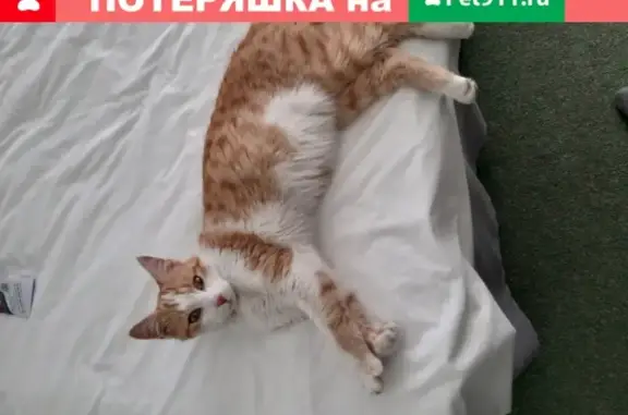 Найден котик возрастом 6-7 мес. в Нижнеимеретинской Бухте, Сочи