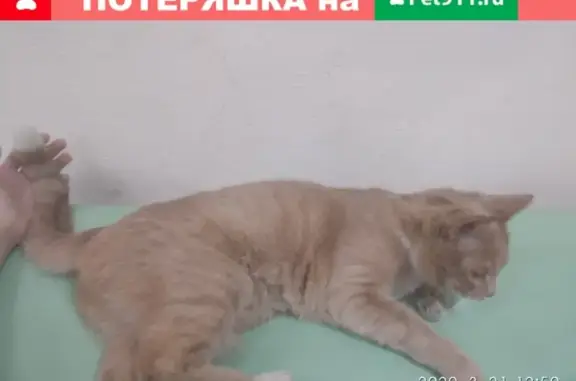 Найдена рыжая кошка в ТЦ Ольгино, ул. Главная 22В