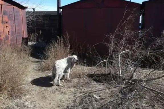 Найдена собака возле 10 корпуса Техноложки в Улан-Удэ