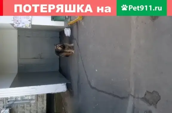 Собака найдена на Луговом проезде (Москва)
