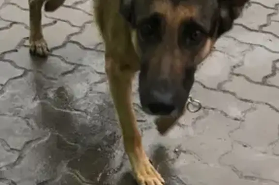 Пропала собака в Керчи, Аршинцево, нужна помощь
