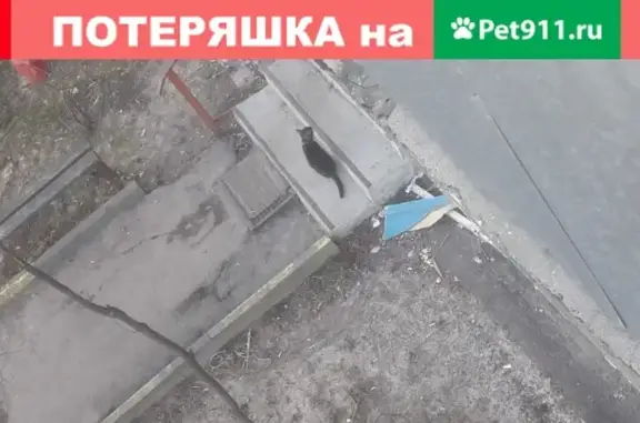 Найден кот с ошейником на ул. Чехова, Подольск
