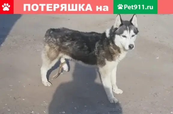 Собака-хаски с поврежденной лапой найдена в Вязниках, Физкультурная улица 10.