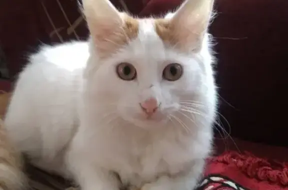 Кошки потеряшки, Иваново, фото: Потеряшка котик на 4 Минеевской, Иваново