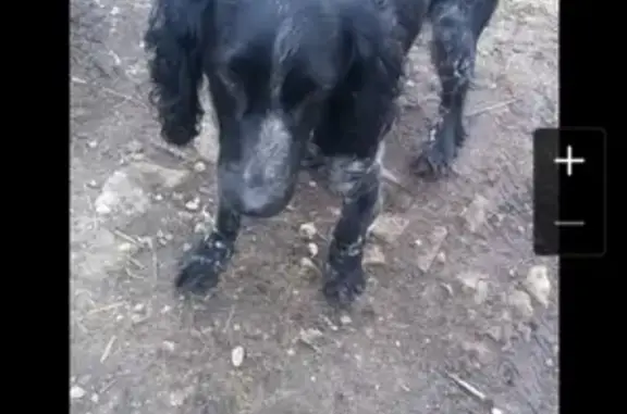 Собака найдена в Трубетчино, Добровский район