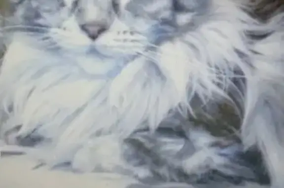 Кошки потеряшки, , фото: Потеряшка серая кошка в Екатеринбурге, нужно помощь!