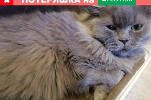 Найдена кошка на Полярной улице, Москва