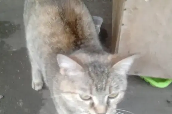 Найдена ласковая кошка на Полярной улице в Москве
