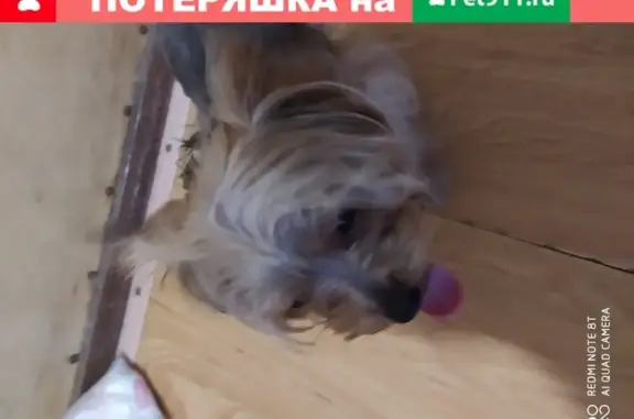 Собака найдена возле ж/д вокзала в Обнинске