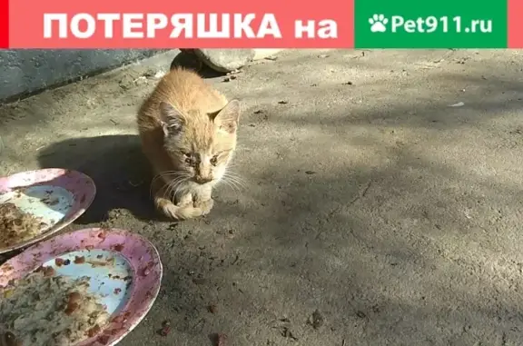Найдена кошка на Пражской дом 7 кор.2 в СПб