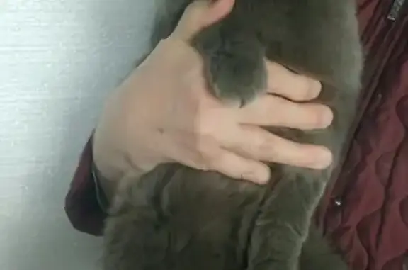 Найден серый британский кот с двумя ошейниками в Екатеринбурге