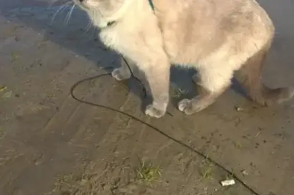 Кошки потеряшки, , фото: Потеряшка кошка Ева, Нефтеюганск, 3 года, стерилизована.