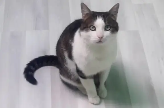 Пропала кошка, найден кот в Москве
