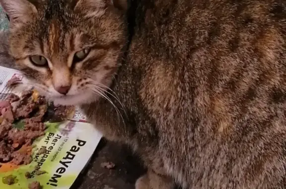 Найдена кошка в Уфе, возможно потеряшка