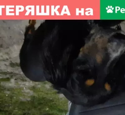 Найдена собака возле бонпасажа в Новороссийске