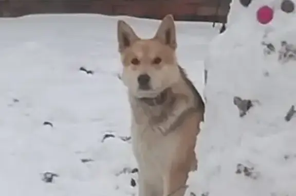 Пропала собака Пухля в Домодедово, ул. Карьерная, 23
