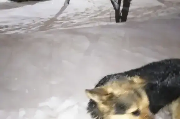 Найдена собака на проспекте Октября, Саратов