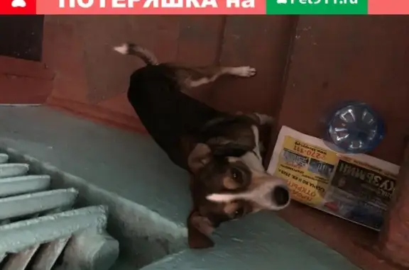 Собака найдена в Калининграде на Маяковского