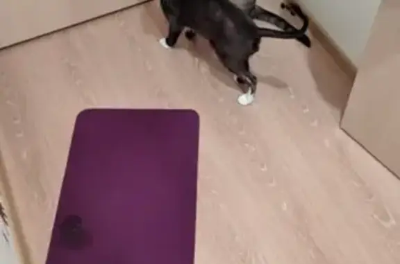 Кошки потеряшки, Санкт-Петербург, фото: Потеряшка кошка кот, черный с белой грудкой, у дома на пр. Авиаторов Балтики 9/1.