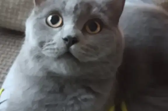 Потерянные животные Смоленск, фото: Пропала кошка на Досуговском шоссе, 25А 7