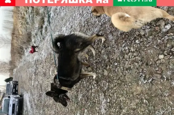 Пропали две собаки в Раменском районе, клички Борька и Джоли