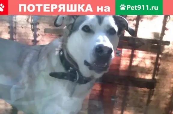 Пропала рыжая собака в садовом товариществе Юбилейный, Верхнее Мячково, Московская область
