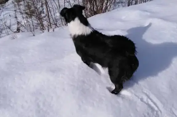 Объявления о пропавших и найденных животных, Тулун, фото: Пропала собака в Берёзовой роще: чёрный пёс с белыми пятнами, 21 марта.
