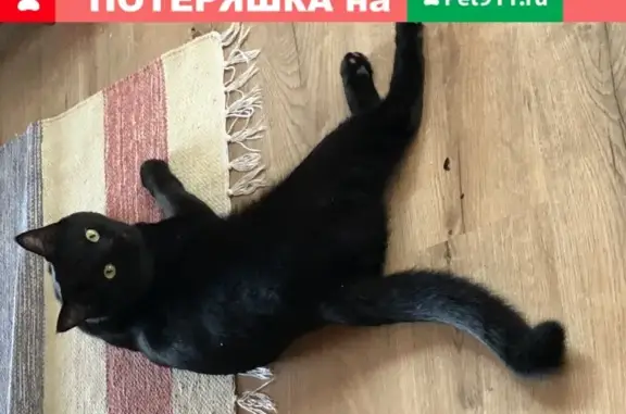 Пропал кот Шварц в ЖК Экодолье Шолохово, Московская область